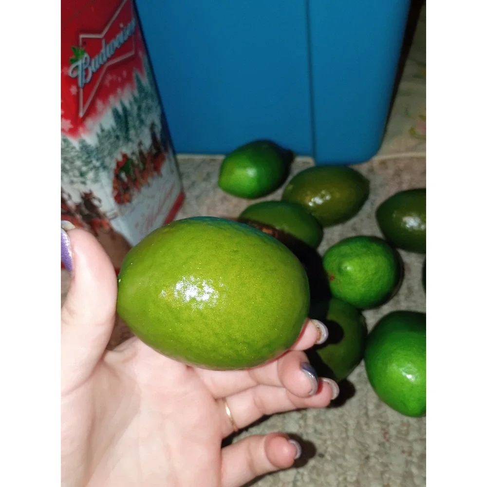 Lot of 12 Realistic Green Artificial Limes Faux Fruit Decor Kitchen Display